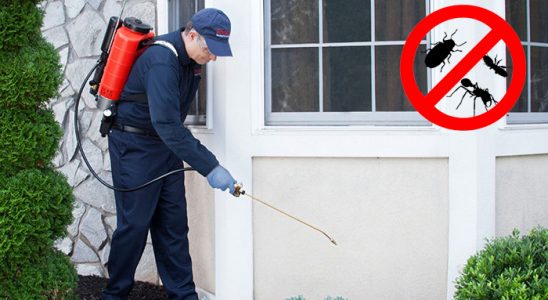Pancar Böcek İlaçlama böcek ilaçlama ve haşere kontrolü — ilaclama-tr.com